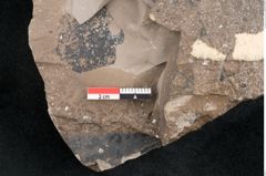 Foto (Detailansicht) von Quercus drymeja Unger (NHMW-GEO-2024-0188-8056b)